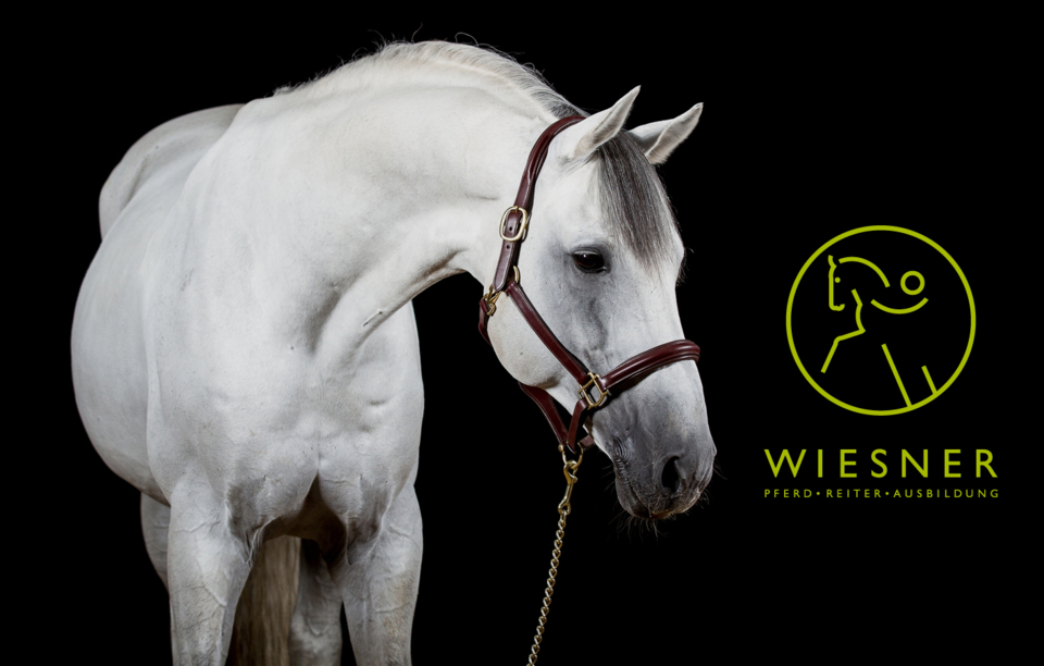 weißes Pferd mit Wiesner-Logo Pferd - Reiter - Ausbildung